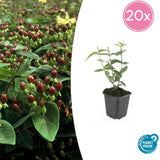 Product afbeelding 8