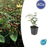 Product afbeelding 9