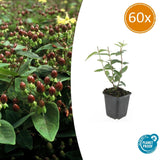 Product afbeelding 10