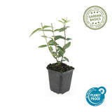 Product afbeelding 2