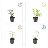 Product afbeelding 5