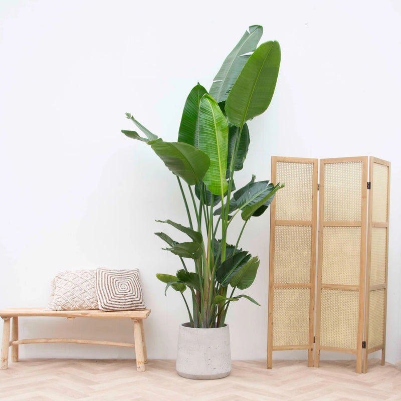 green-bubble-strelitzia-xl
