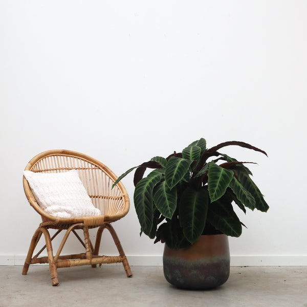 Calathea Warscewiczii - 90cm kopen bij Green Bubble