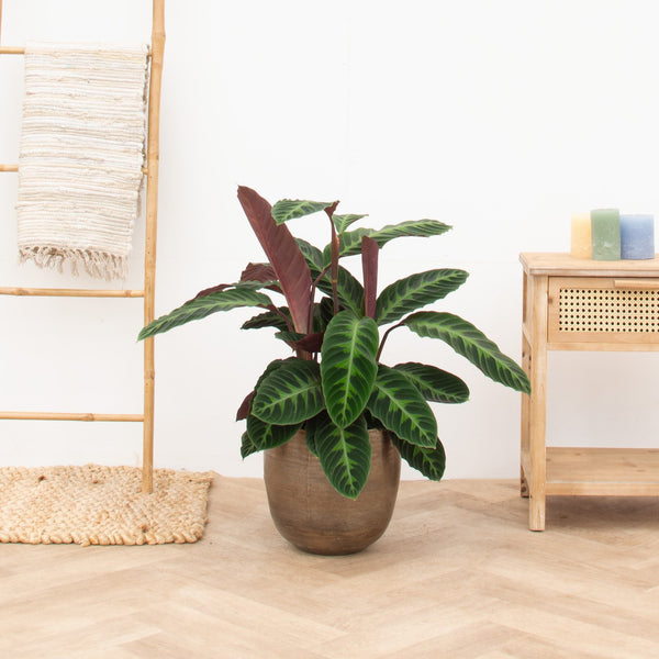 Calathea Warscewiczii - 90cm kopen bij Green Bubble