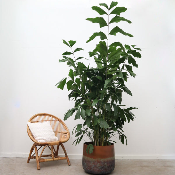 Caryota Mitis - 120cm kopen bij Green Bubble