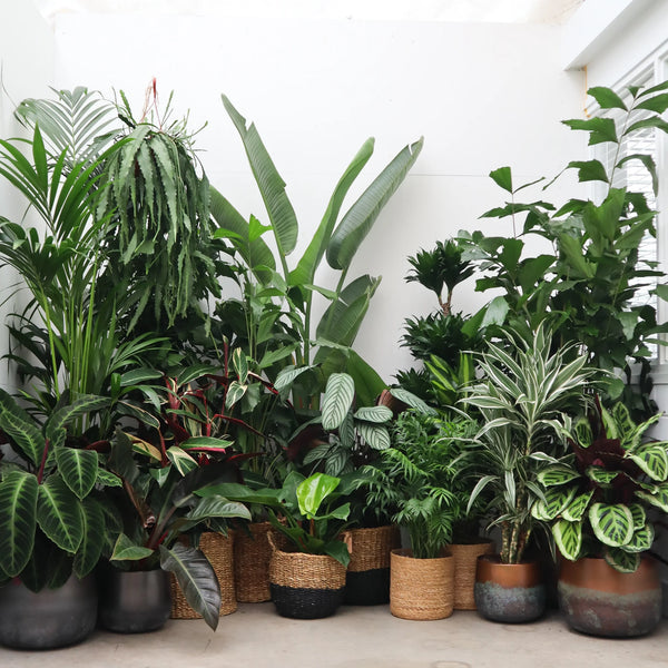 Verrassingspakket XXL – 5 XXL planten kopen bij Green Bubble