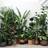 Verrassingspakket L – 5 planten