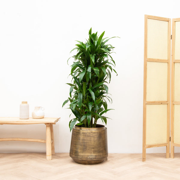 Dracaena Deremensis Janet Lind verzweigt - 140cm kopen bij Green Bubble