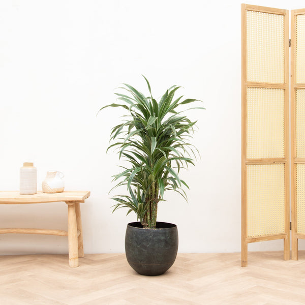 Dracaena Warneckei vertakt - 100cm kopen bij Green Bubble