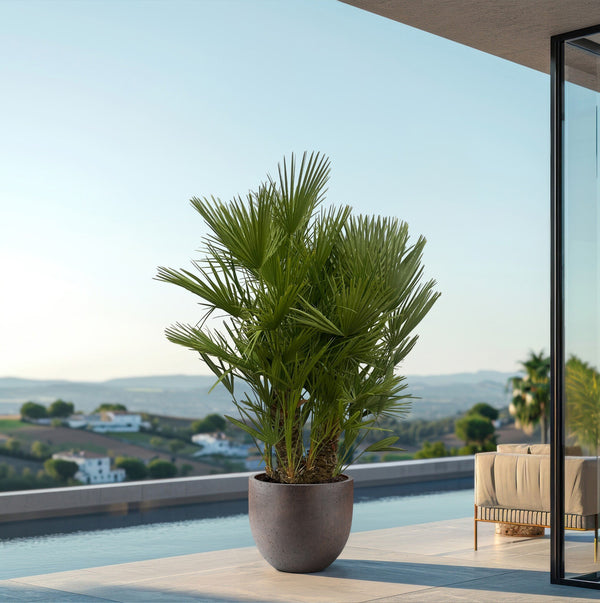 Chamaerops Humilis multistam - 160cm kopen bij Green Bubble