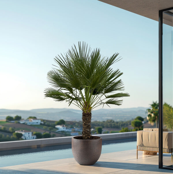 Chamaerops Humilis op stam - 170cm kopen bij Green Bubble