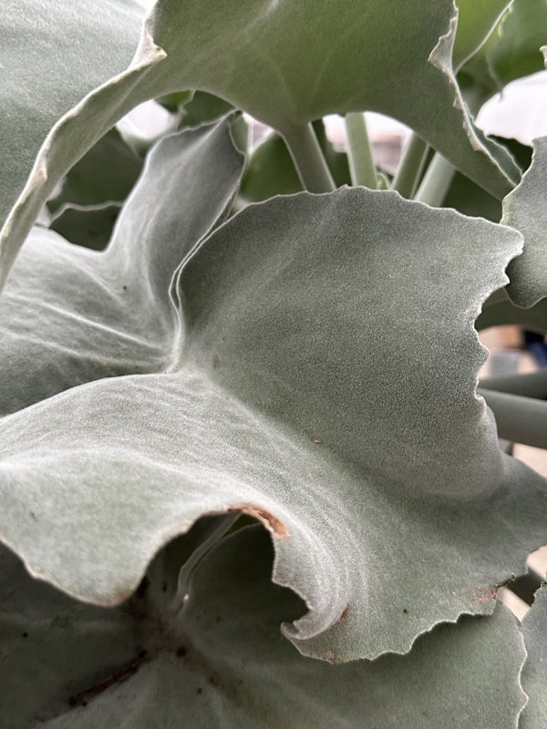 Kalanchoe Beharensis tallo - 150 cm kopen bij Green Bubble