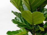 Product afbeelding 2