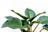 Product afbeelding 5