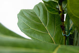 Product afbeelding 4