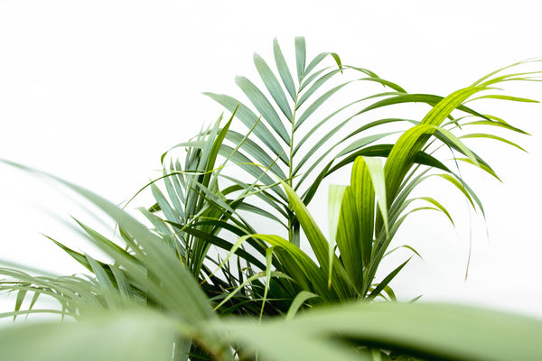 Dypsis Lutescens (Areca palm) - 130cm kopen bij Green Bubble