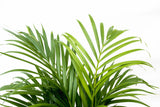 Product afbeelding 4