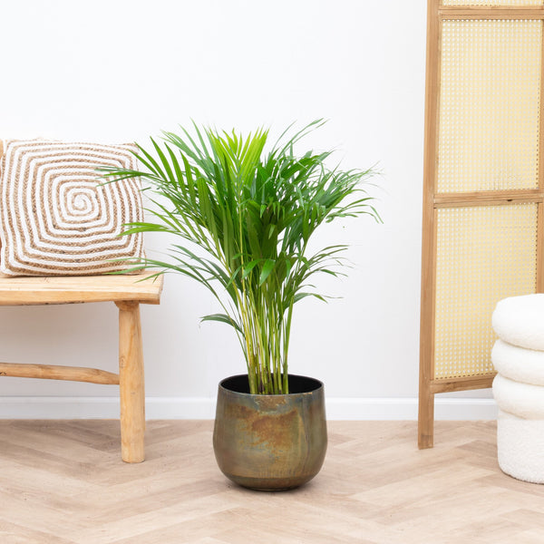 Dypsis Lutescens (Areca palm) - 85cm kopen bij Green Bubble