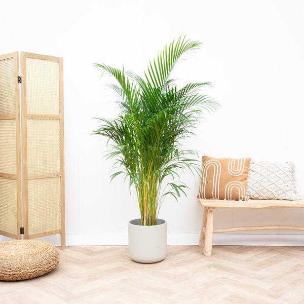 Dypsis Lutescens (Areca palm) - 130cm kopen bij Green Bubble