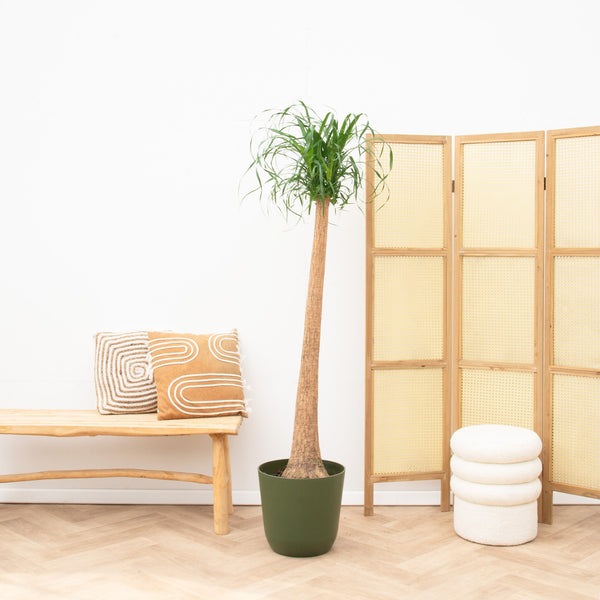 Beaucarnea - 130cm kopen bij Green Bubble