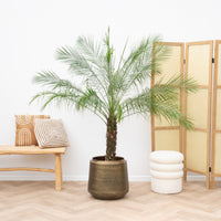 Phoenix Roebelenii op stam - 170cm