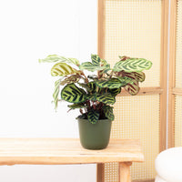 Calathea Makoyana - 55 cm