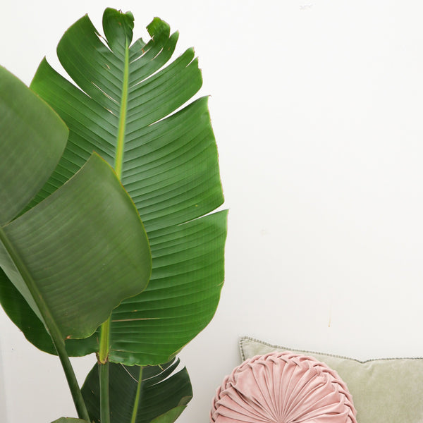 Strelitzia Augusta - 160cm kopen bij Green Bubble