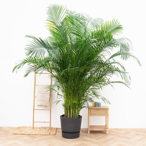 Areca Palm XXL - 280cm kopen bij Green Bubble
