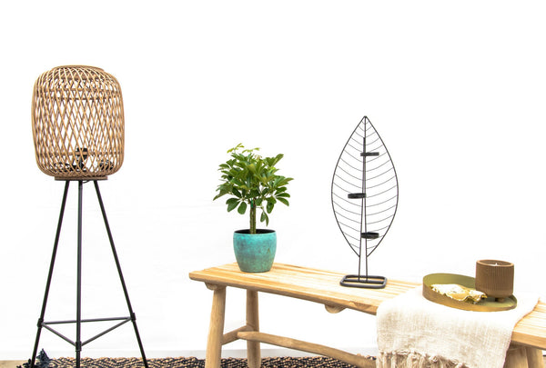 Schefflera Compacta op stam - 50cm kopen bij Green Bubble