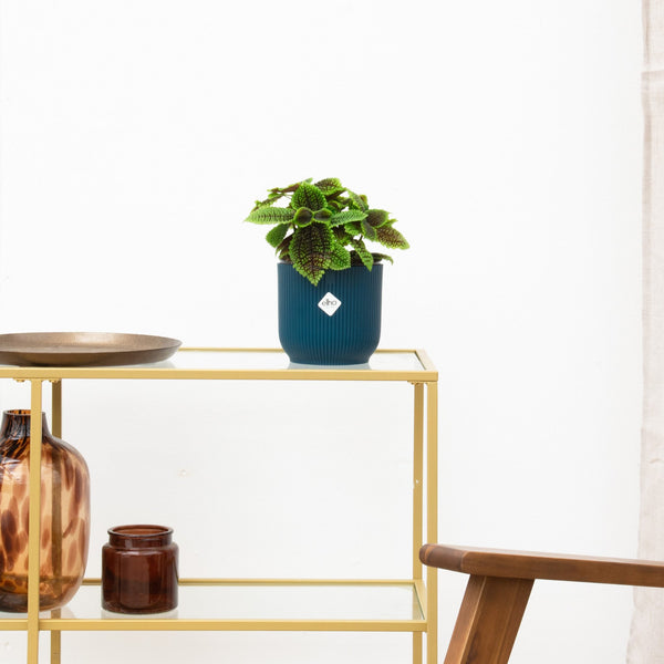 Pilea Moonvalley - 20 cm kopen bij Green Bubble