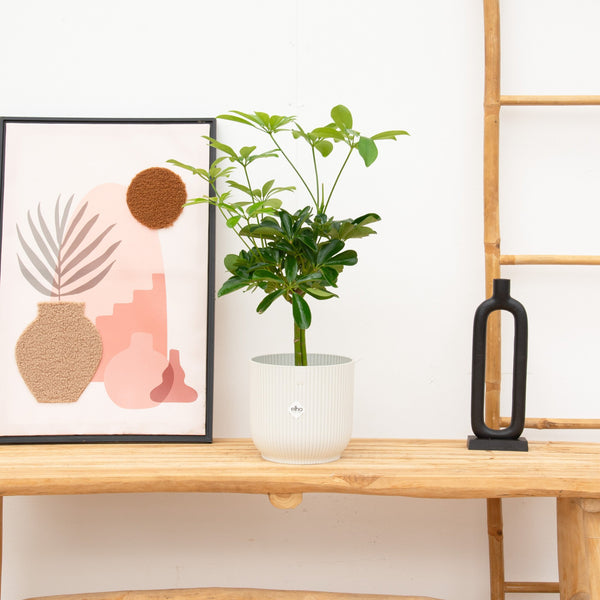 Schefflera Compacta op stam - 50cm kopen bij Green Bubble