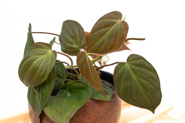 Philodendron Scandens 'Micans' - 20cm kopen bij Green Bubble
