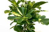Product afbeelding 5