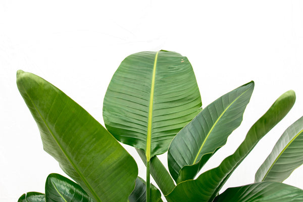 Strelitzia Nicolai de luxe XXL - 250cm kopen bij Green Bubble