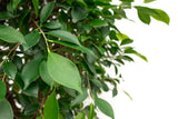Product afbeelding 3
