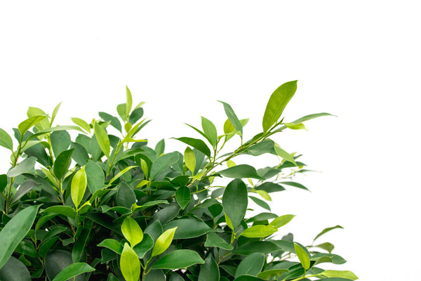 Ficus Nitida op stam - 180cm kopen bij Green Bubble