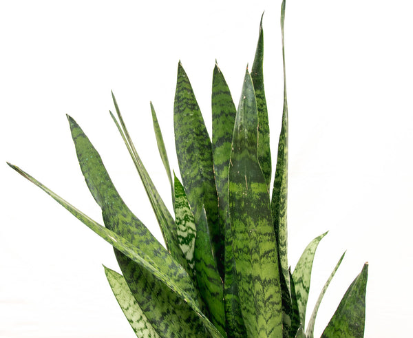 Sansevieria Zeylanica - 90cm kopen bij Green Bubble