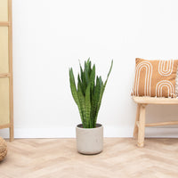 Sansevieria Silverflame - 90 cm