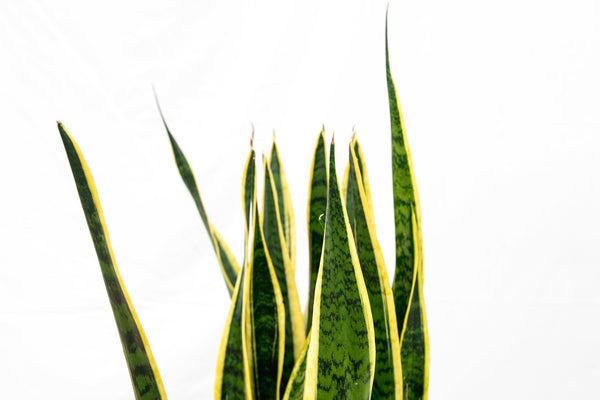 Sansevieria Laurentie - 90 cm kopen bij Green Bubble