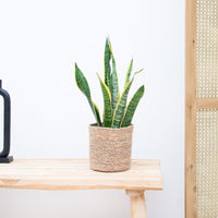 Sansevieria Laurentie - 50cm