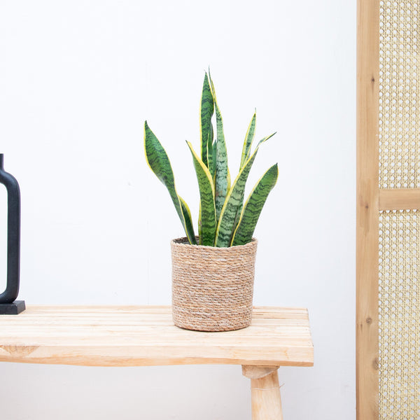 Sansevieria Laurentie - 50cm kopen bij Green Bubble
