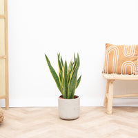 Sansevieria Laurentie - 90 cm