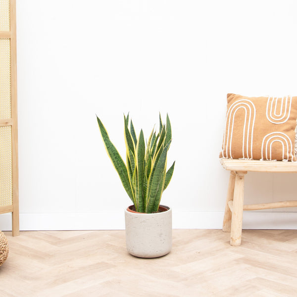 Sansevieria Laurentie - 90 cm kopen bij Green Bubble