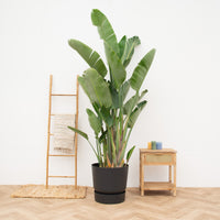 Strelitzia Augusta multi-tiges de luxe XXL - 250cm