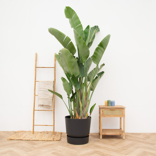 Strelitzia Augusta multistam de luxe XXL - 250cm kopen bij Green Bubble