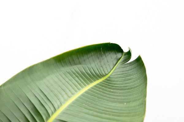 Strelitzia Augusta multistam de luxe XXL - 250cm kopen bij Green Bubble