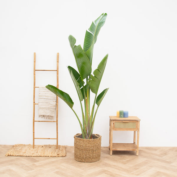 Strelitzia Augusta - 210cm kopen bij Green Bubble