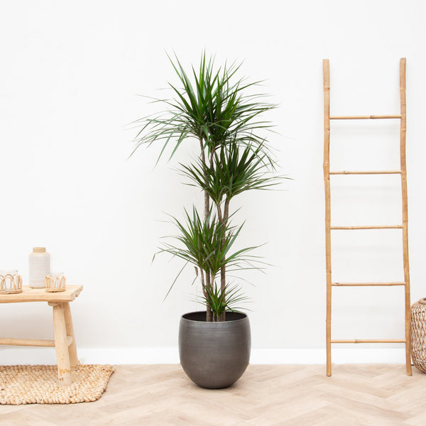 Dracaena Marginata XL - 180cm kopen bij Green Bubble