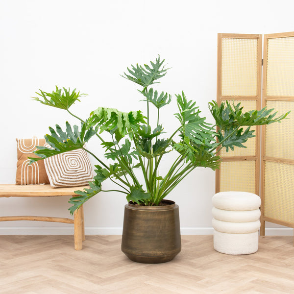 Philodendron Selloum XL - 90cm
