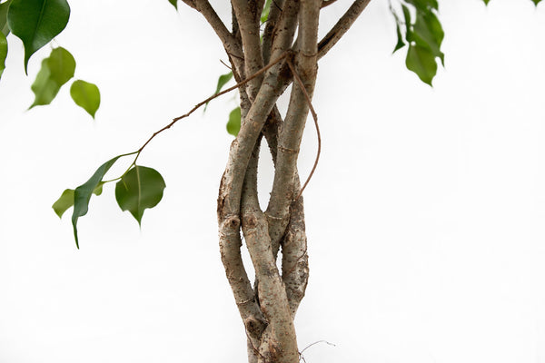 Ficus Amstel King sobre tronco trenzado - 130cm kopen bij Green Bubble
